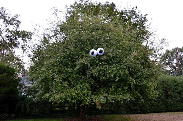 eyeballs-tree