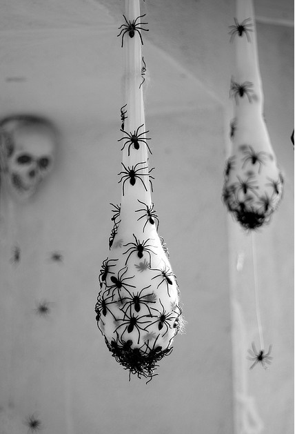 spider-eggs