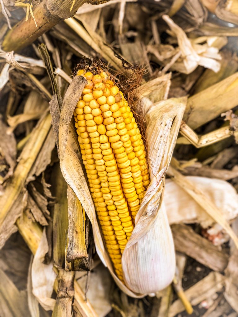 ear of corn on a stalk in corn field