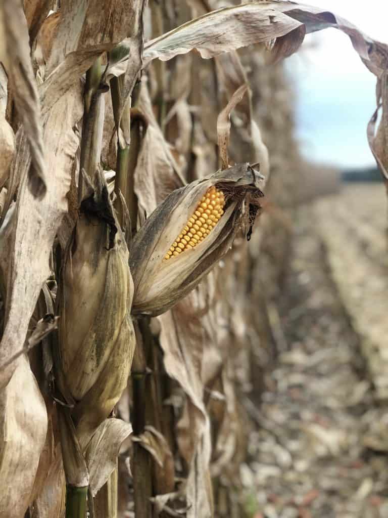 picture of a ear of corn in a corn field that is ready to harvest