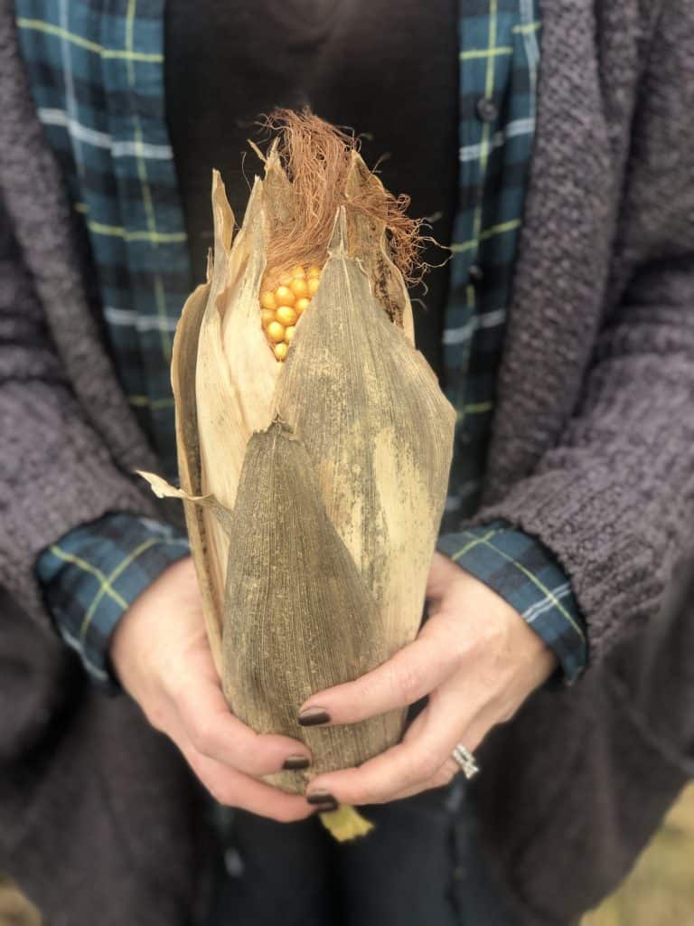 photo of woman holding fresh corn cob