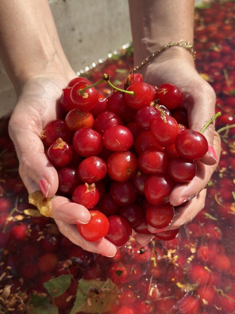 handful of fresh cherries